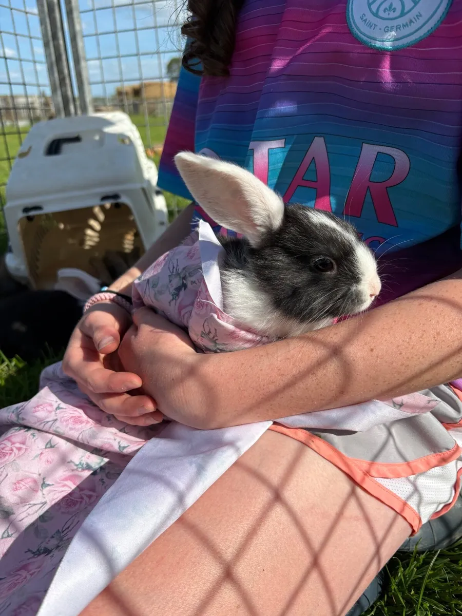 adorable friendly rabbits - Image 2