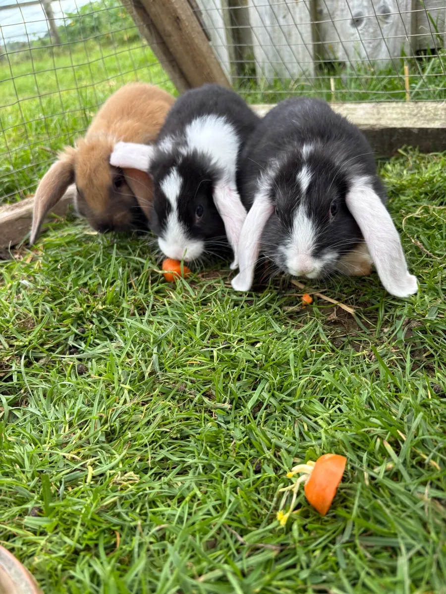 adorable friendly rabbits - Image 3