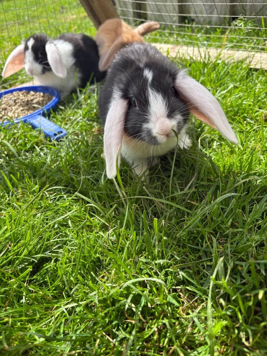 adorable friendly rabbits - Image 4