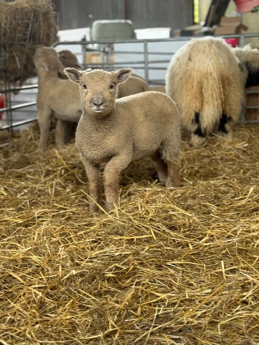Purebred Southdown lambs - Image 3