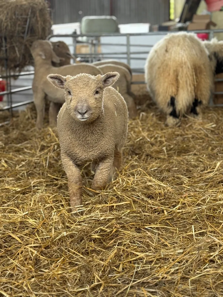 Purebred Southdown lambs - Image 4