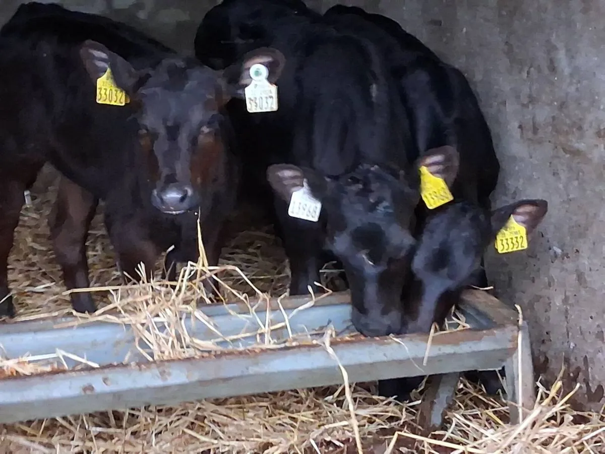 3 Reared Angus Heifers - Image 2