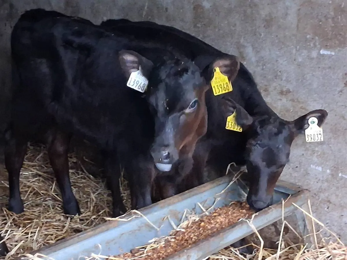3 Reared Angus Heifers - Image 3