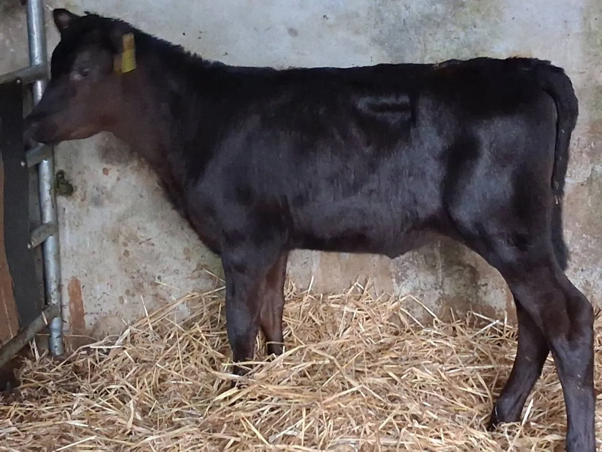 3 Reared Angus Heifers - Image 4