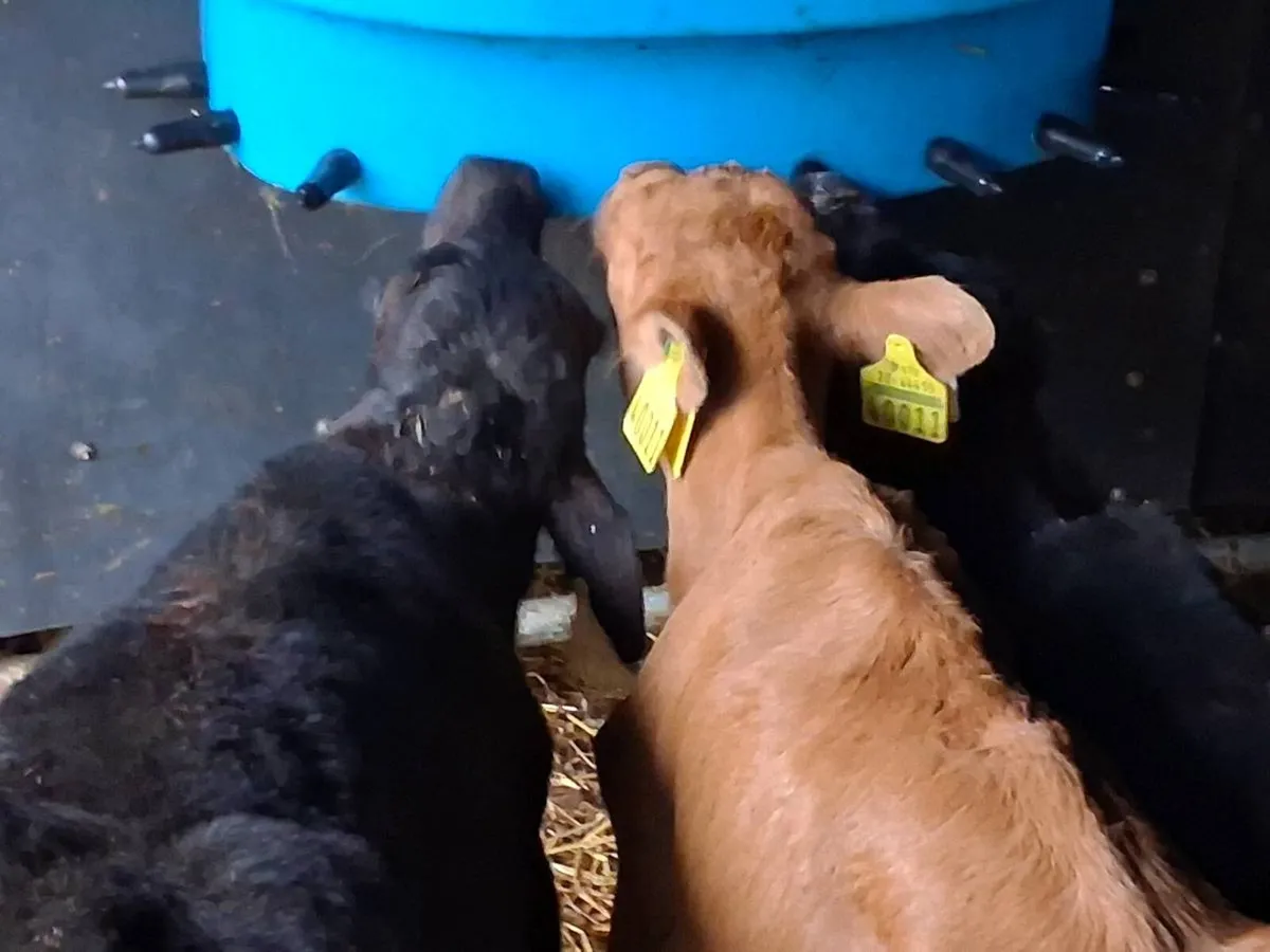 *** 3 Angus Heifer Calves-€500 *** - Image 2