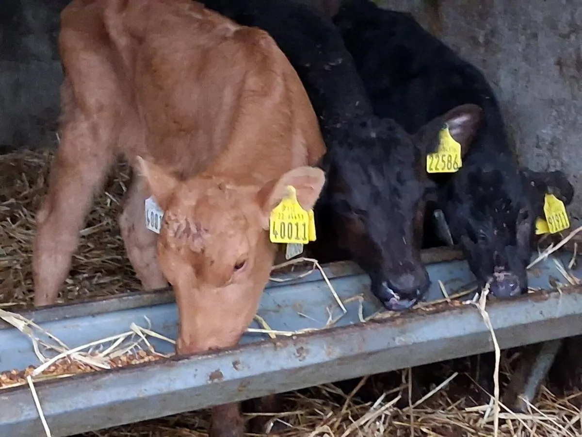 *** 3 Angus Heifer Calves-€500 *** - Image 1