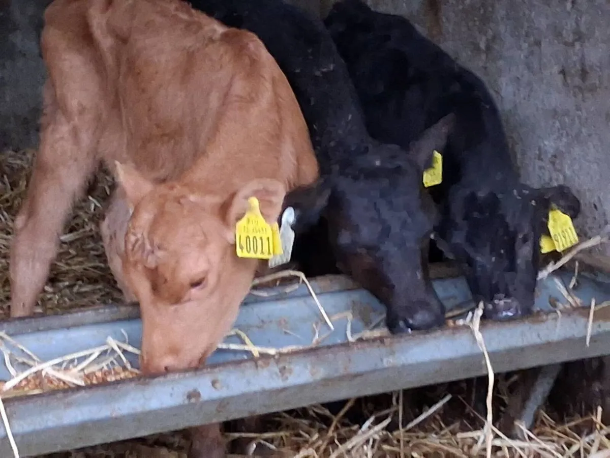 *** 3 Angus Heifer Calves-€500 *** - Image 3