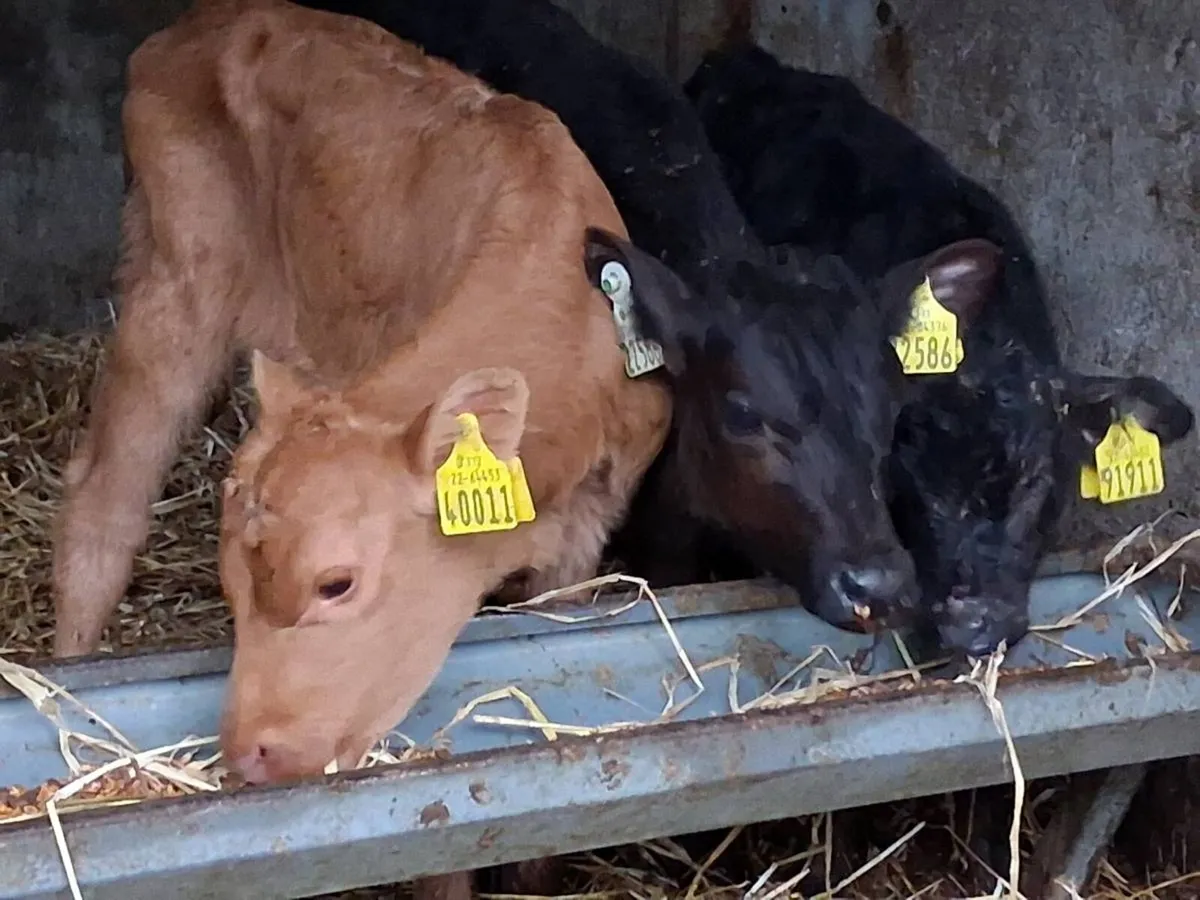 *** 3 Angus Heifer Calves-€500 *** - Image 4