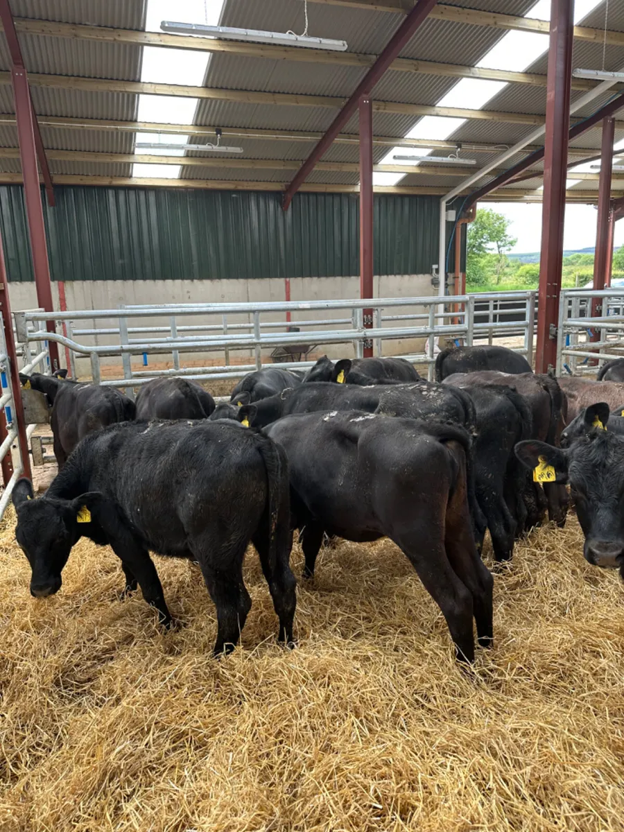 Angus heifers - Image 1