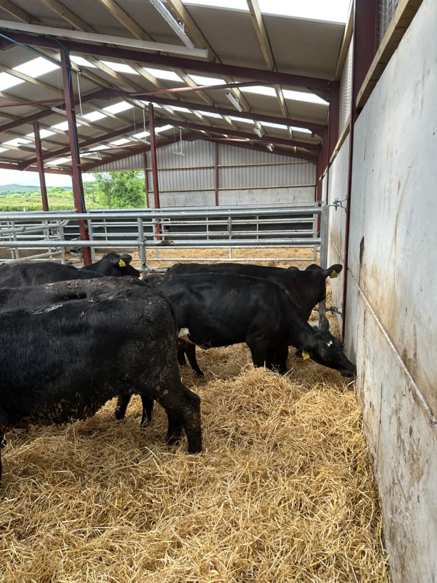 Angus heifers - Image 2
