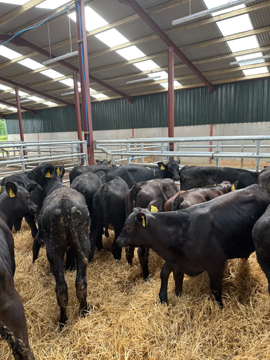 Angus heifers - Image 4