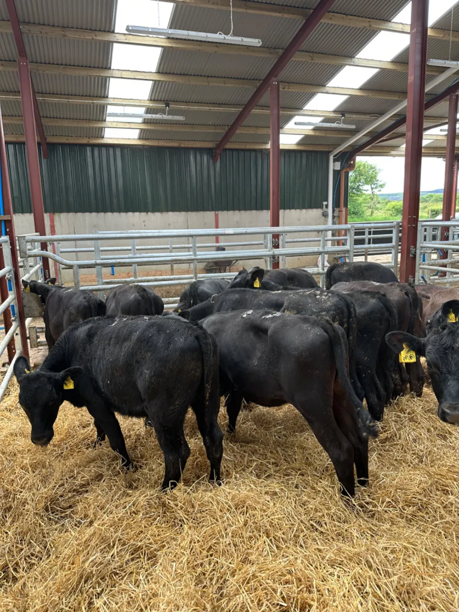Angus heifers - Image 3