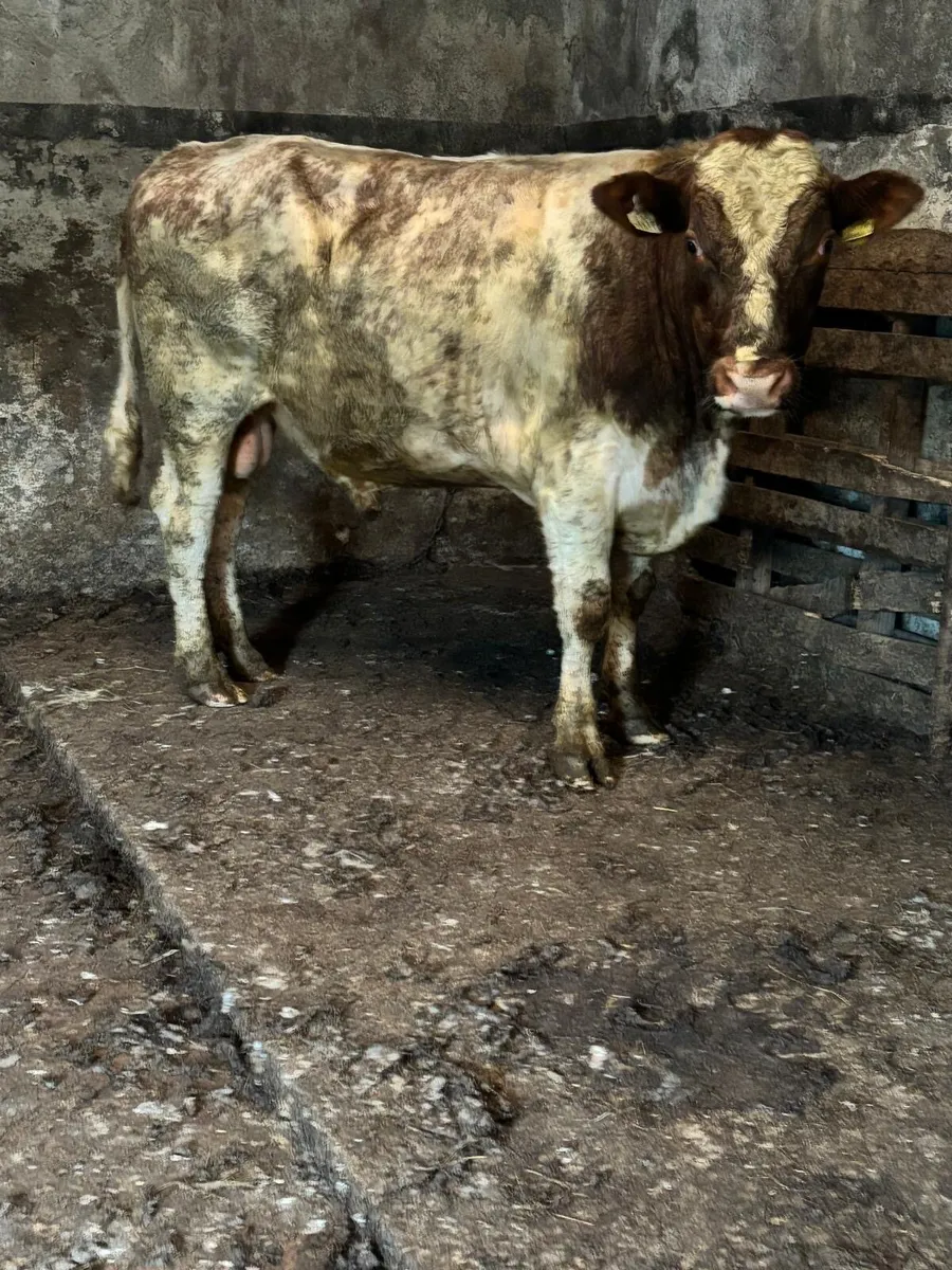 Vasectomised teaser bull forsale - Image 1