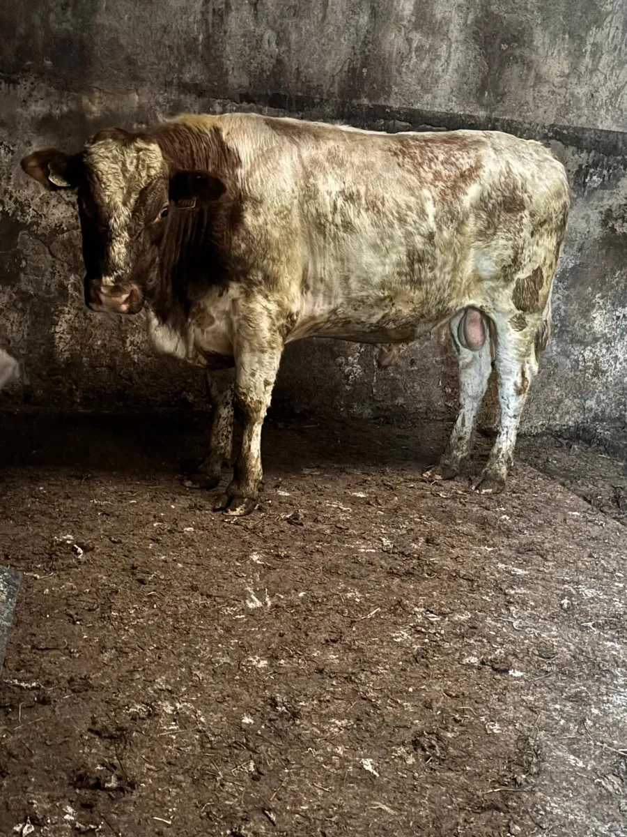Vasectomised teaser bull forsale - Image 2