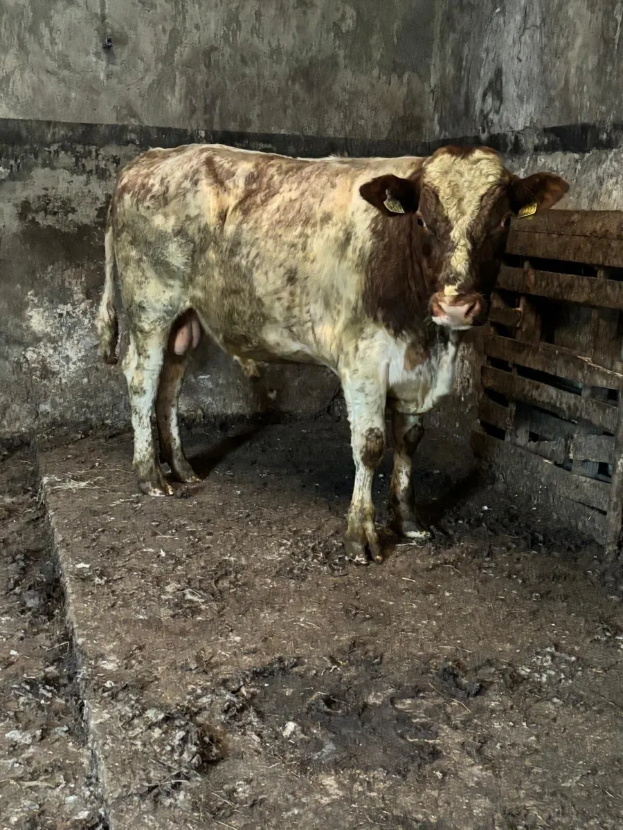 Vasectomised teaser bull forsale - Image 3