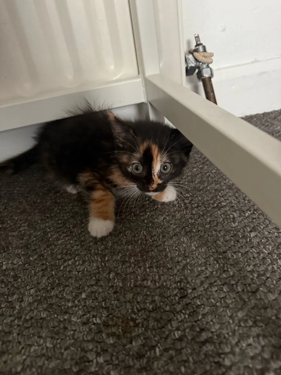 Kittens - Image 1