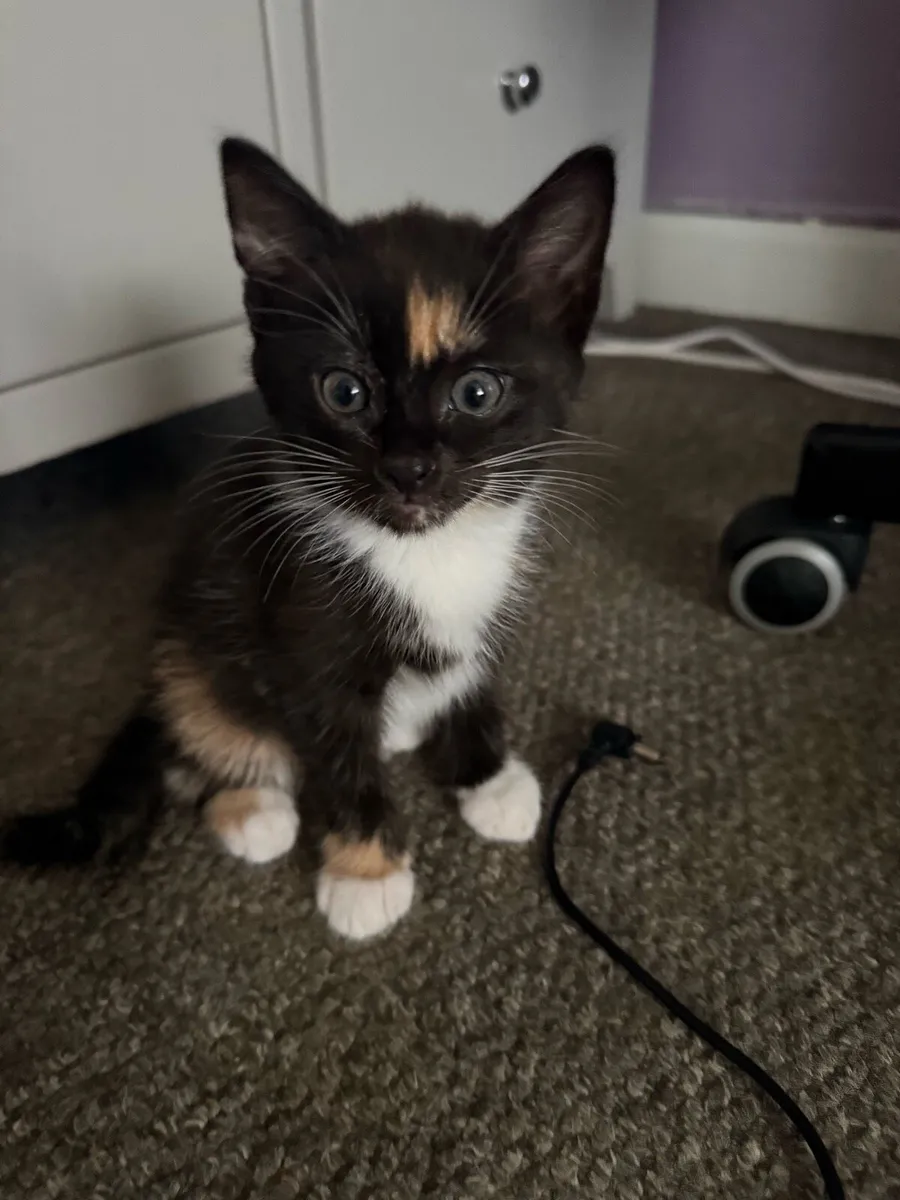 Kittens - Image 2