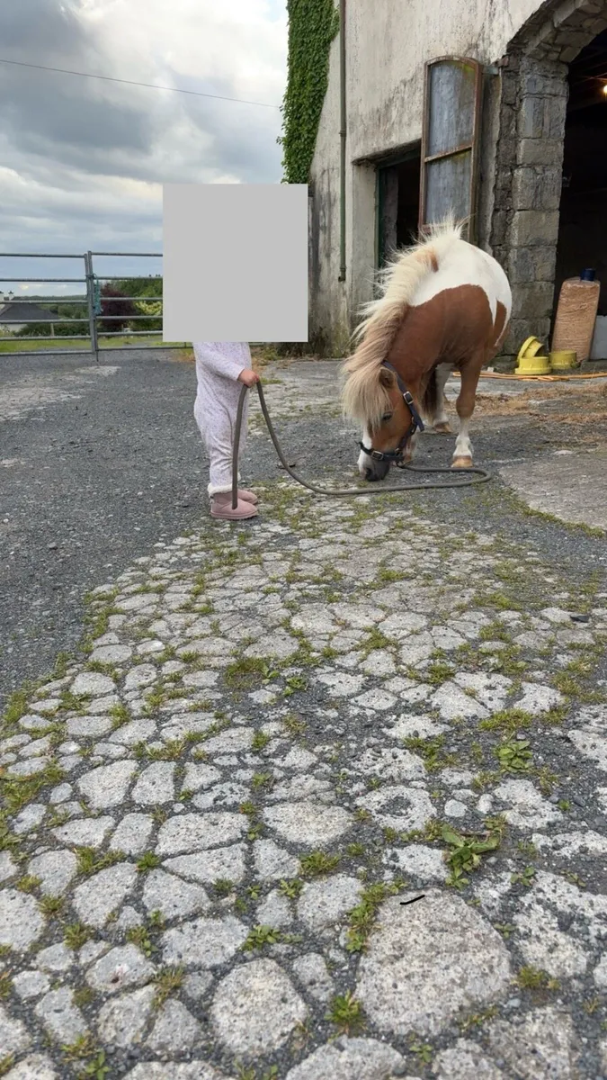 Shetland pony - Image 4