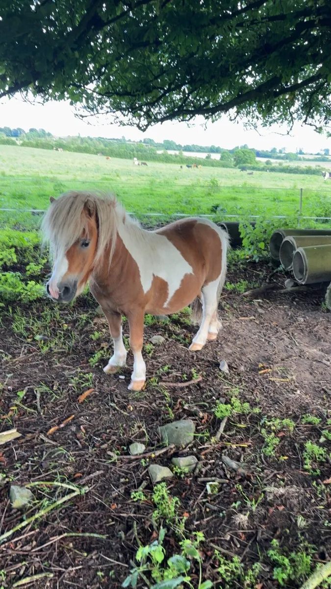 Shetland pony - Image 1