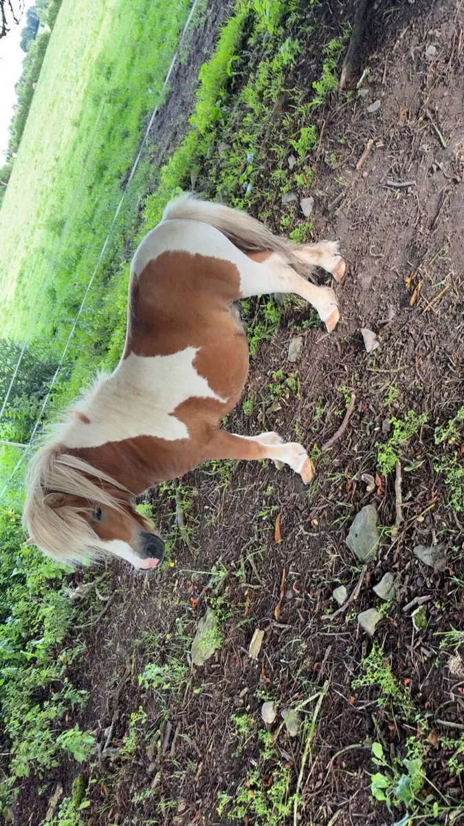 Shetland pony - Image 2