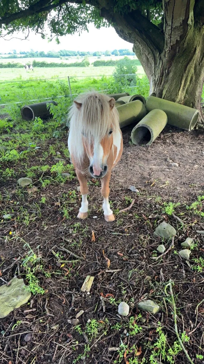 Shetland pony - Image 3