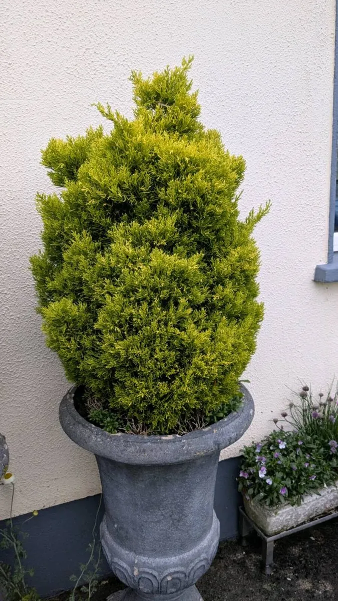 Mature miniature trees