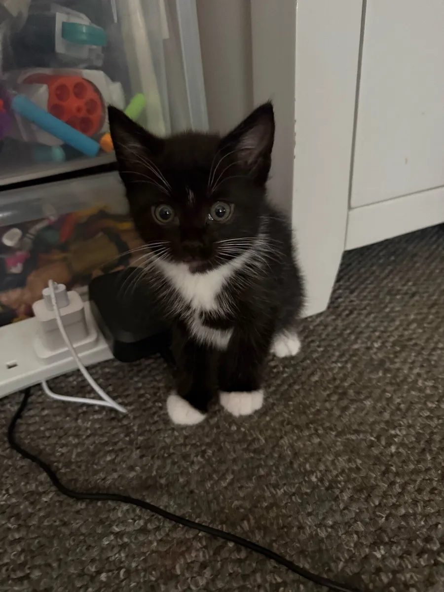 Kittens - Image 3