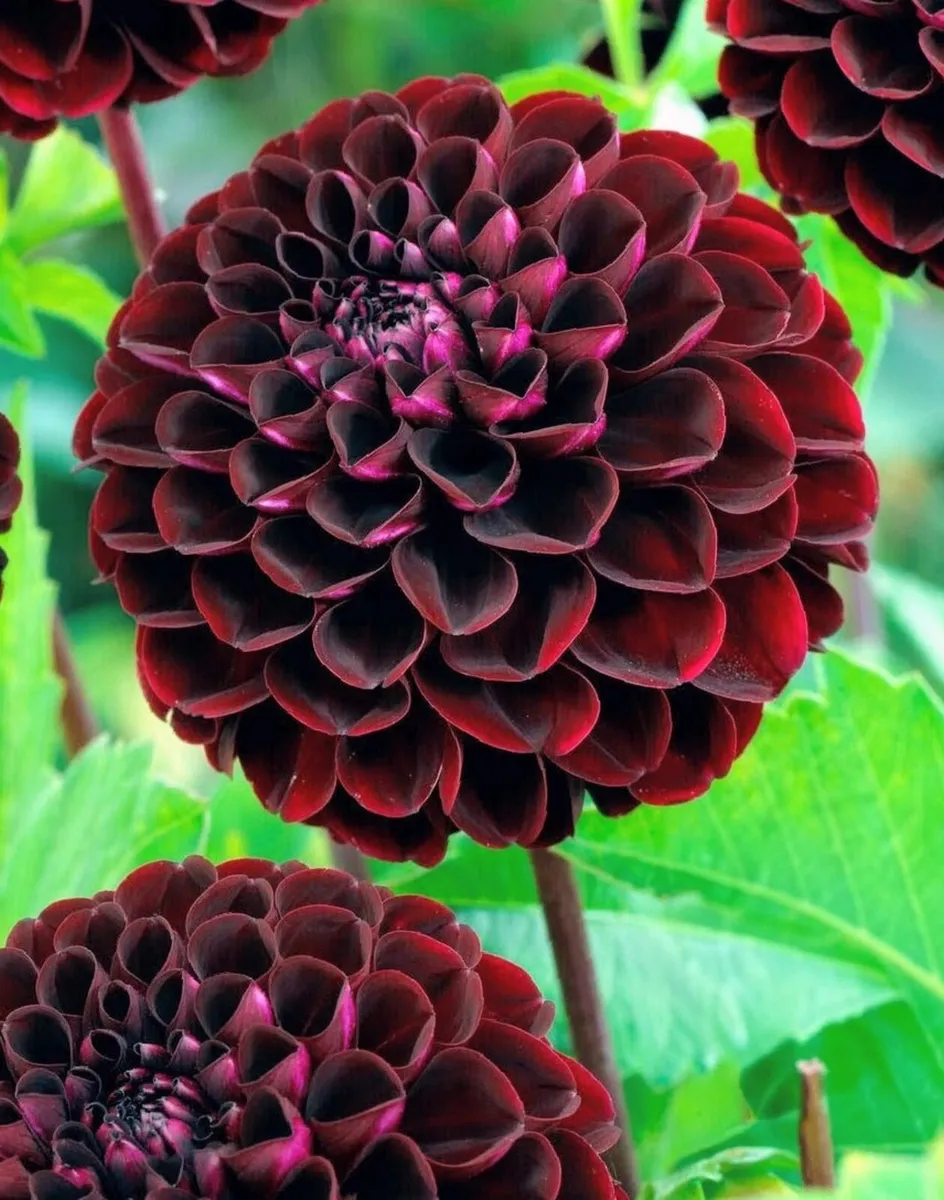 Dhalia Dark Spirit SALE