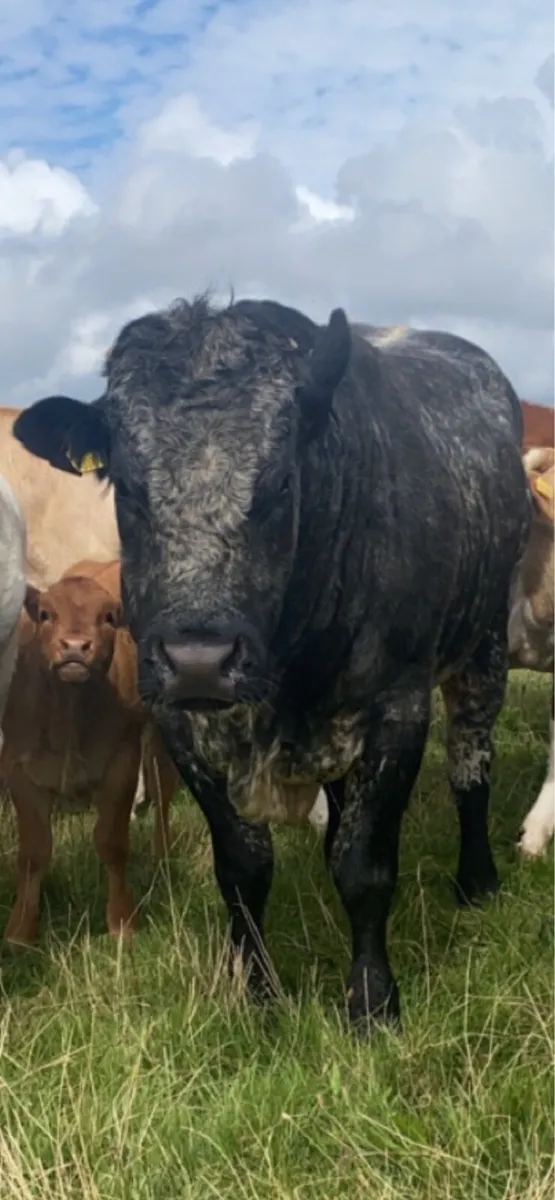 Bull - Image 3
