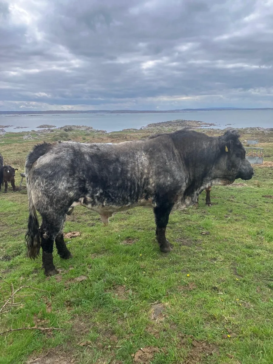 Bull - Image 1