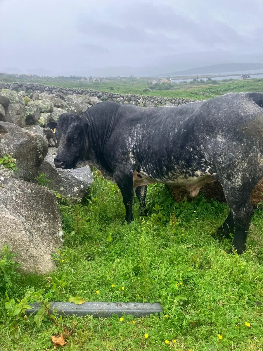 Bull - Image 2