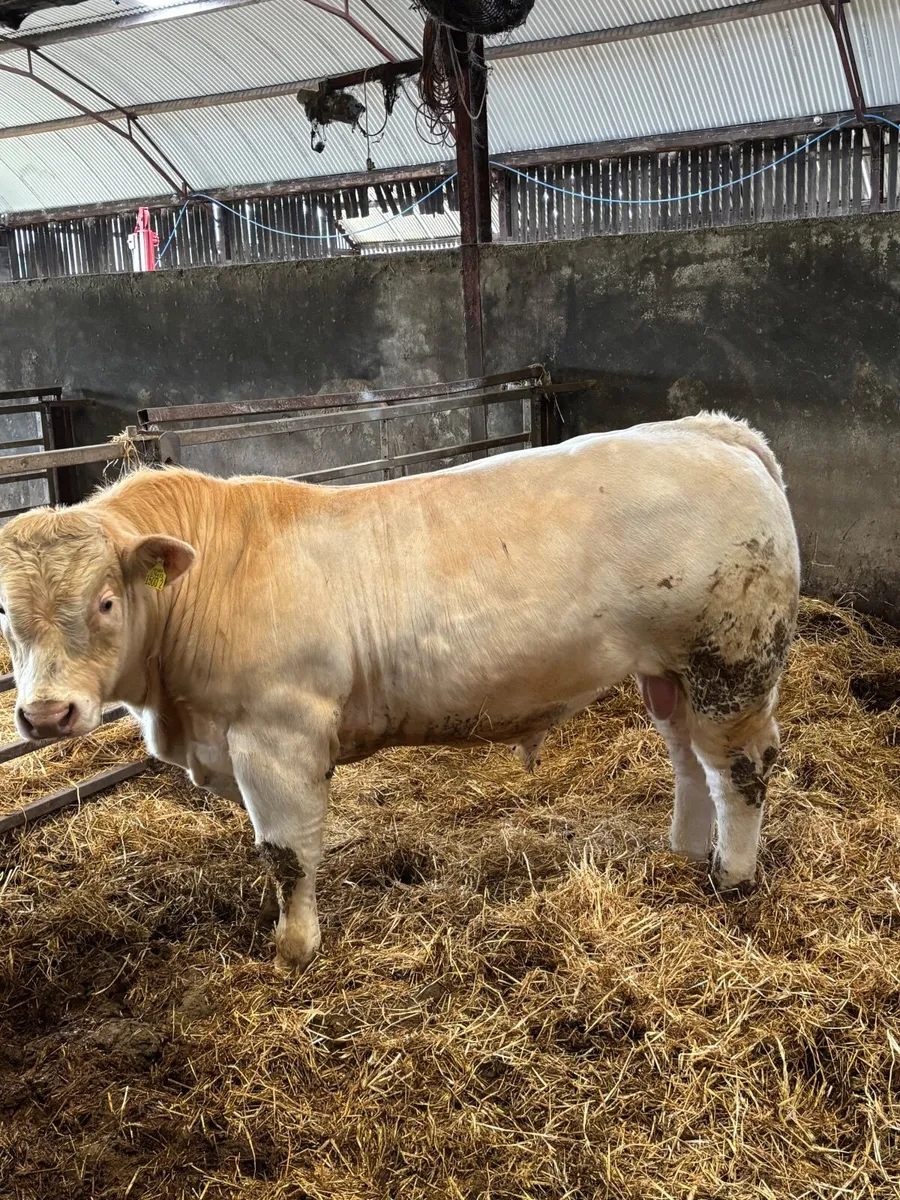 Charolais bull - Image 1