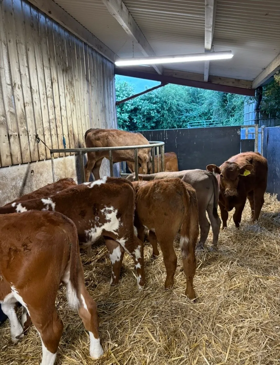 11 super continental bull runners - Image 1