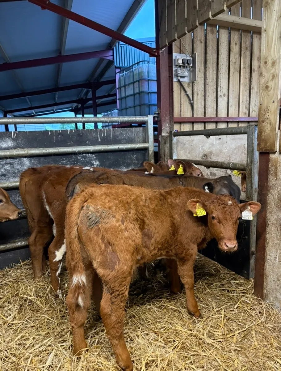11 super continental bull runners - Image 2