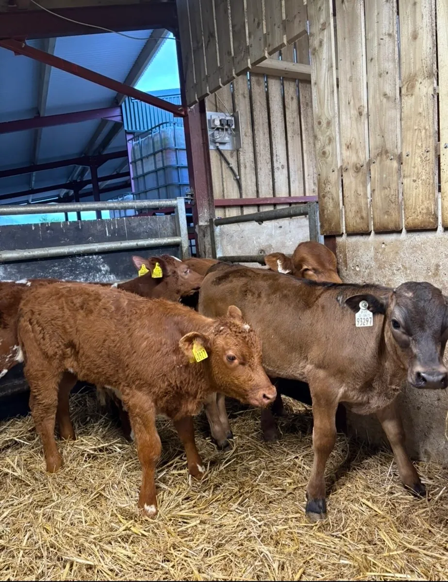 11 super continental bull runners - Image 3
