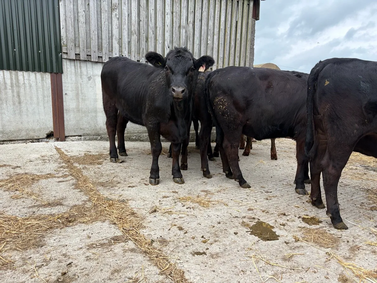Aberdeen Angus Hereford Heifers - Image 1