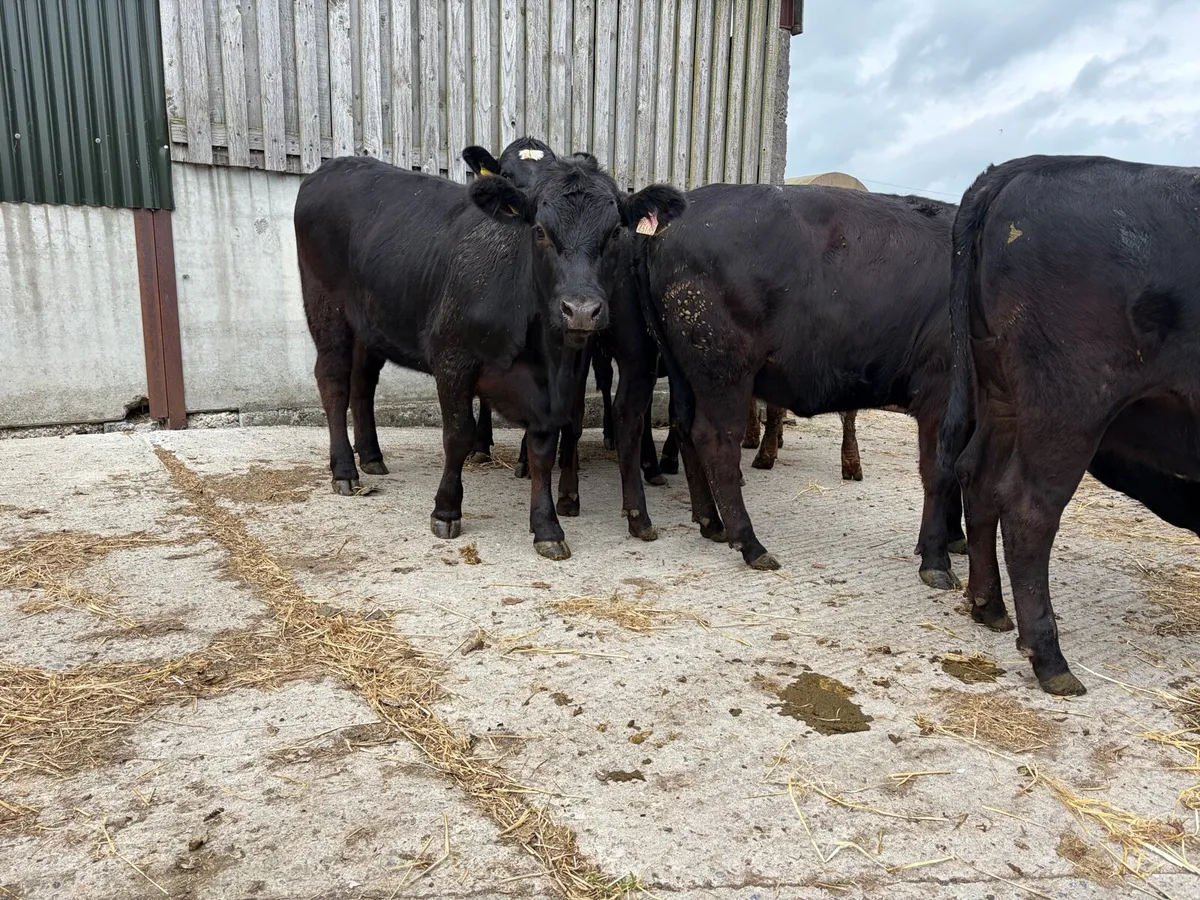Aberdeen Angus Hereford Heifers - Image 2