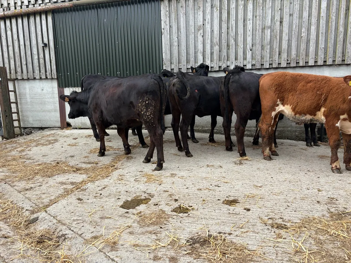 Aberdeen Angus Hereford Heifers - Image 3