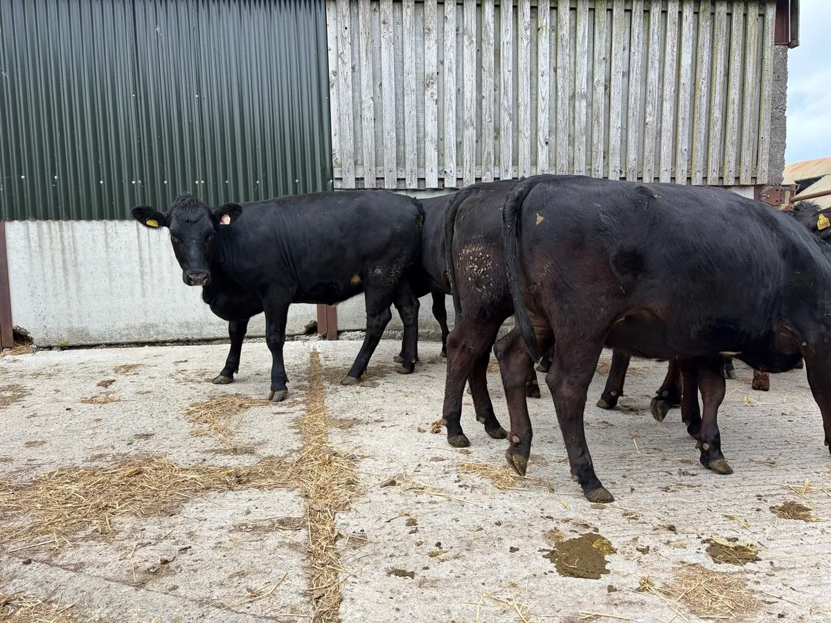 Aberdeen Angus Hereford Heifers - Image 4