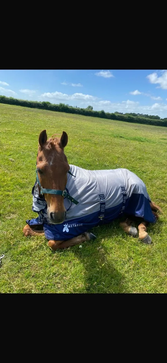 Pony - Image 1