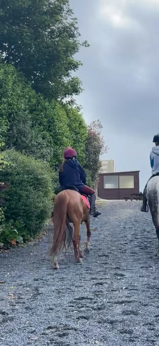 Pony - Image 4