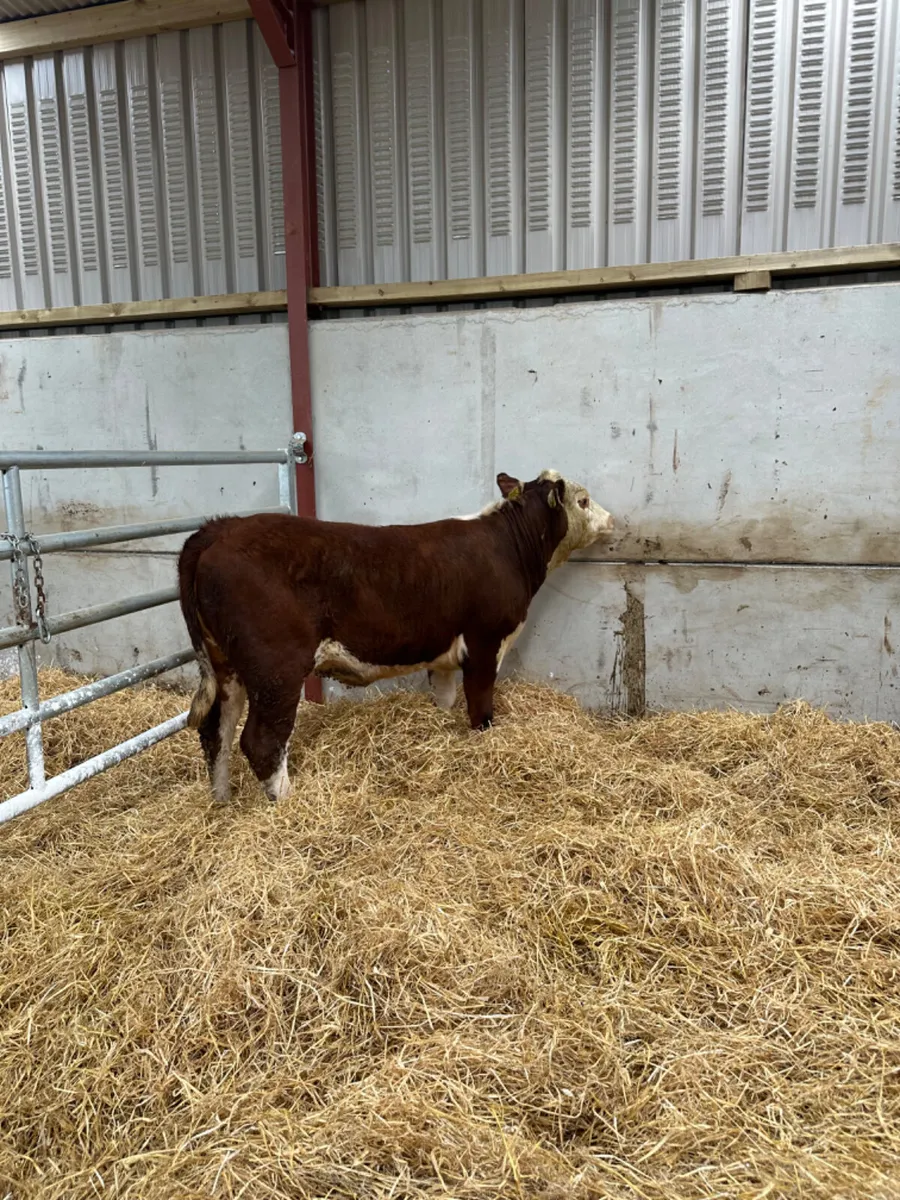 PBNR Hereford heifer - Image 1