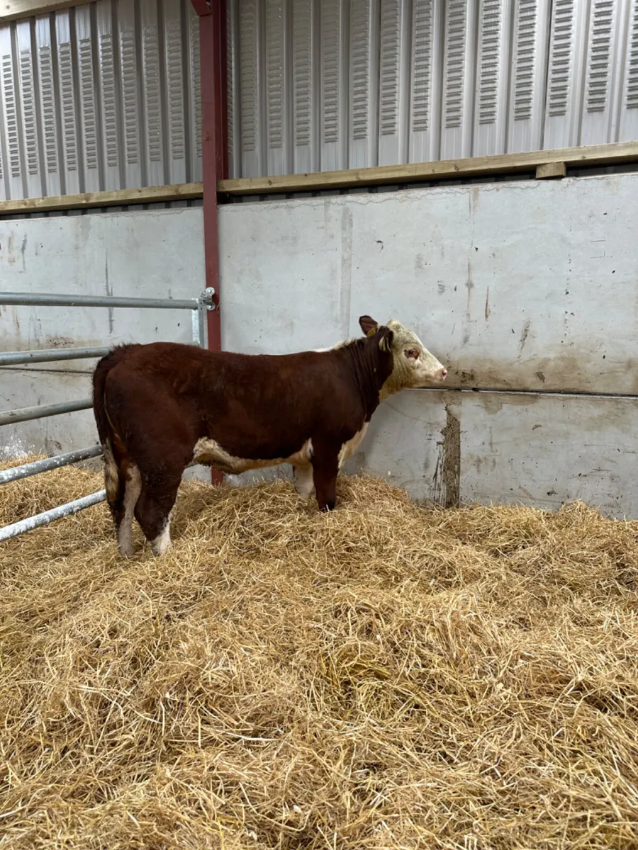 PBNR Hereford heifer - Image 2