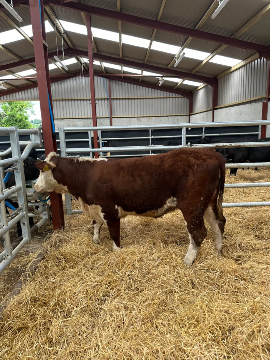 PBNR Hereford heifer - Image 4