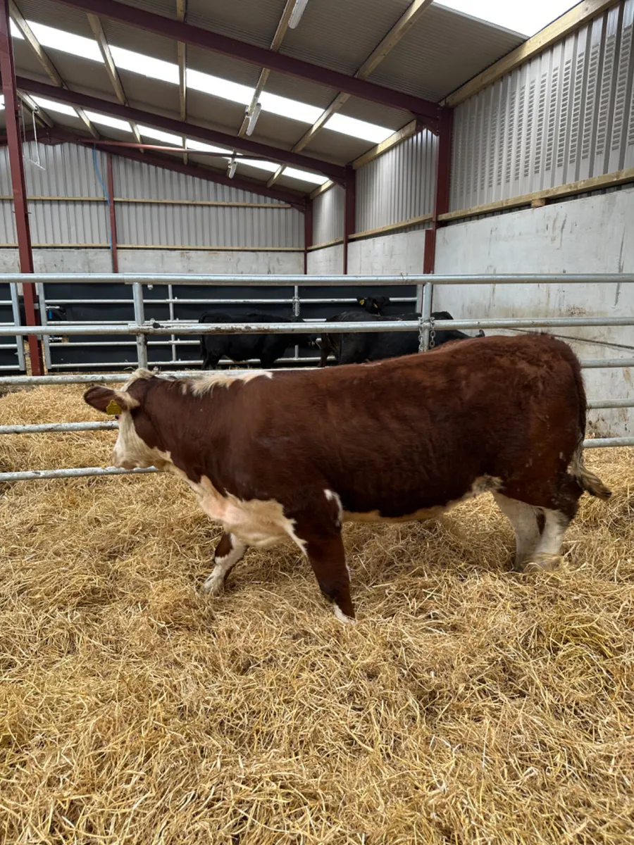 PBNR Hereford heifer - Image 3