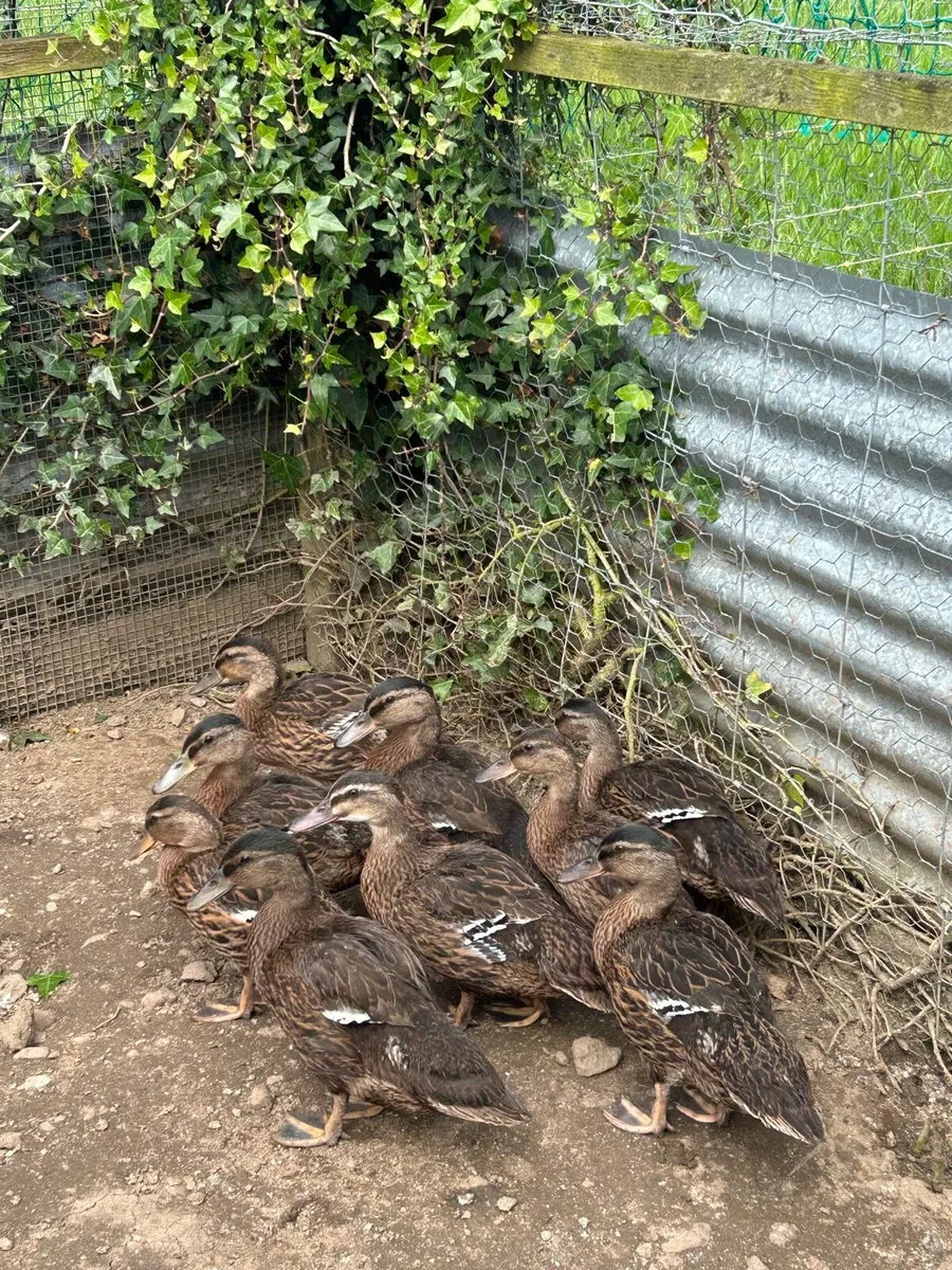 Mallard ducks - Image 1