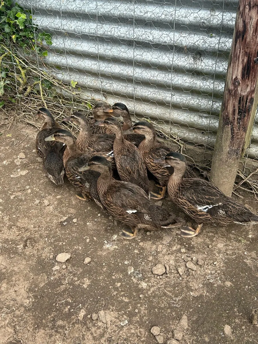 Mallard ducks - Image 2
