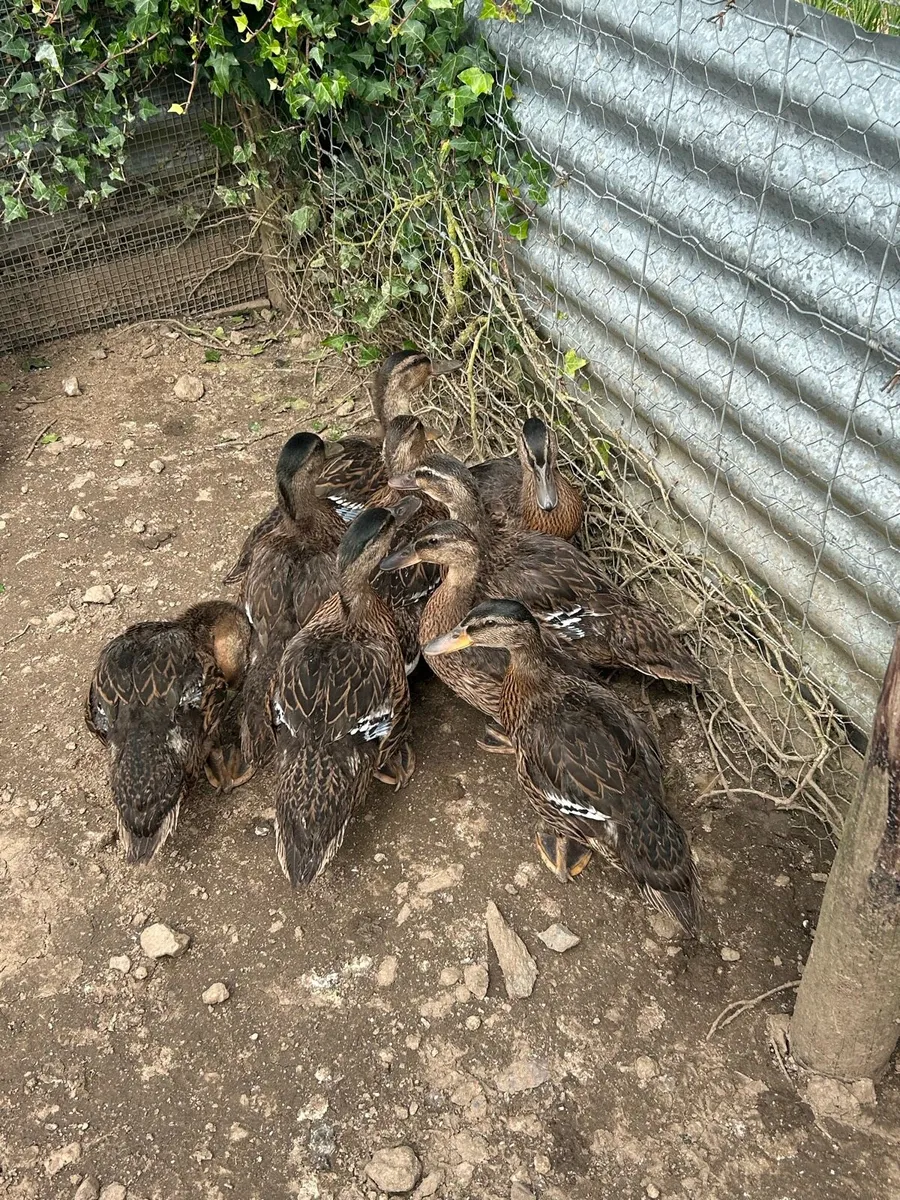 Mallard ducks - Image 3
