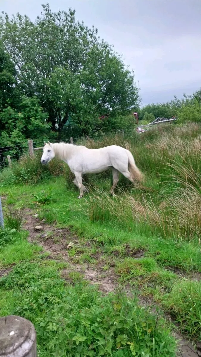Connemara pony - Image 3