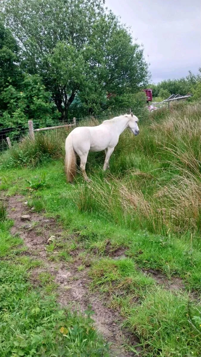 Connemara pony - Image 4